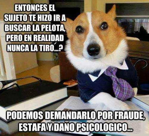 CC_2091891_meme_otros_perros_abogados_estamos_jodidos